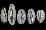 Lot: - Polished Orthoceras Fossils - Pieces #138118-1